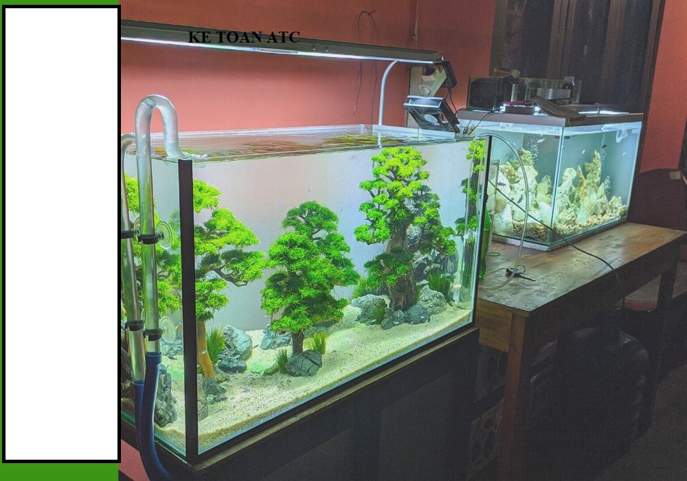 Hoc ke toan tai thanh hoa Công việc của kế toán khi làm trong lĩnh vực sản xuất cá cảnh như thế nào? Hôm nay mời bạn cùng kế toán