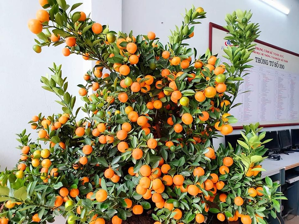 Trung tam ke toan o thanh hoa TẾT 2023 ĐÃ VỀ KẾ TOÁN ATC...Cây quất đại tướng, quả chi chít ngút ngàn... Dự báo một năm phát triển mạnh