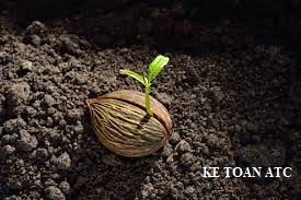 Trung tâm kế toán ở thanh hóa Từ một hạt giống bạn gieo xuống đất, và từ đó phát triển thành cây, ra hoa và kết quả.Cây phát triển