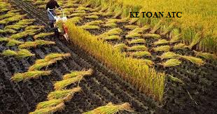 Hoc ke toan cap toc tai thanh hoa Hàng nông sản thì thuế VAT được tính như thế nào? Cách xuất hóa đơn đối với mặt hàng này ra sao?