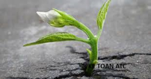 Học kế toán thuế tại Thanh Hoá Cuộc sống không phải lúc nào cũng trải đầy hoa hồng. Có những ngày ta cảm thấy mệt mỏi, thất vọng